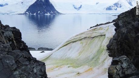 Snow is turning green in Antarctica -- and climate change will make it worse