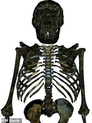Reconstructed upper body skeleton of the 1.5 million years old Homo erectus youth from West Turkana, Kenya