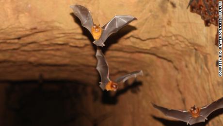 6 reasons why bats aren&#39;t enemies: They help make tequila, and other surprising facts you may not know