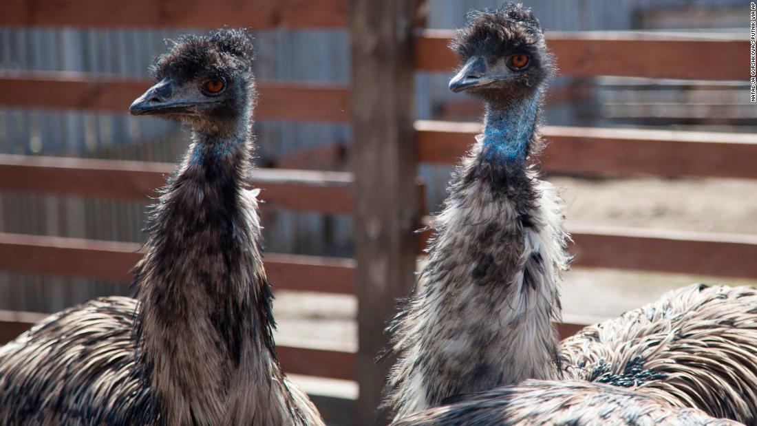 Australia hotel bans rowdy emus for bad behavior