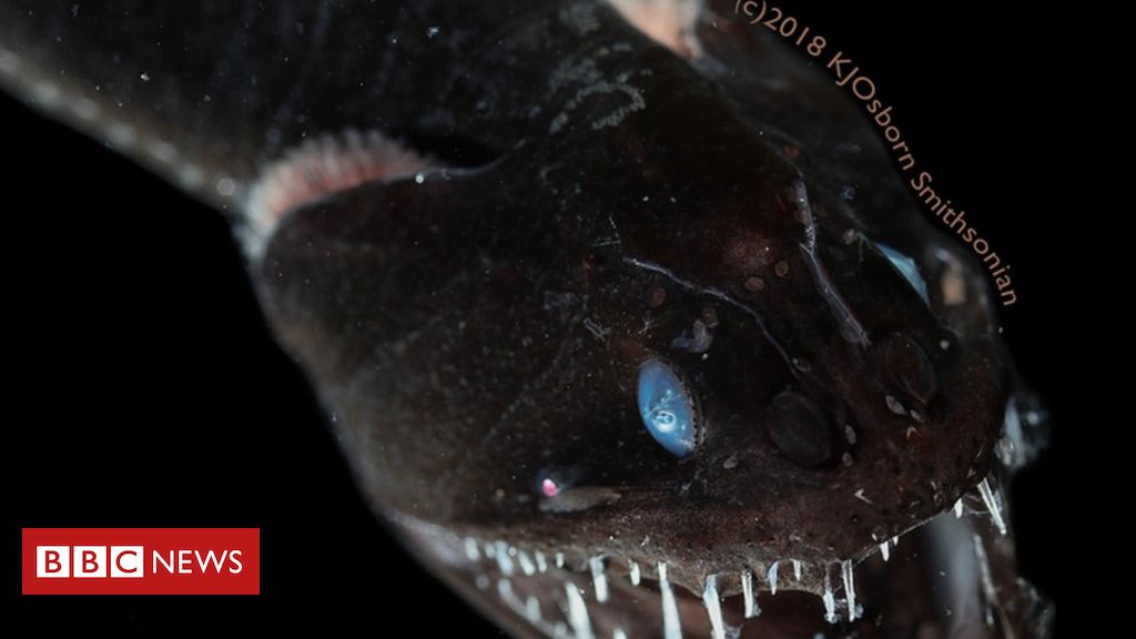 Scientists shed light on how the blackest fish in the sea 'disappear'