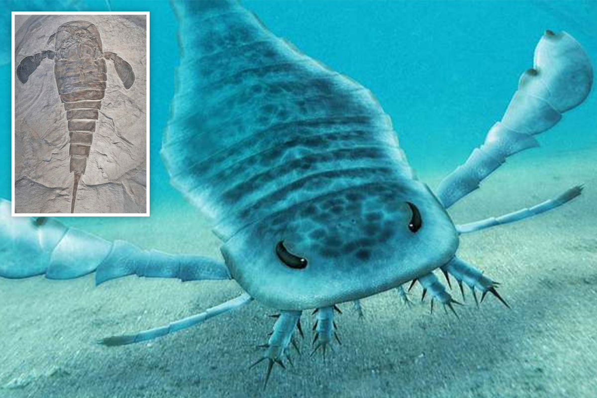 Giant 8-foot SCORPIONS once terrorised Earth's oceans with giant claws and legs with 'teeth' for crushing prey