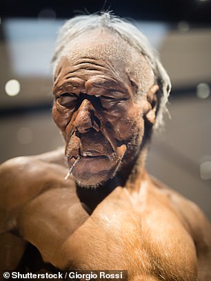 Artist impression of a Homo erectus adult male