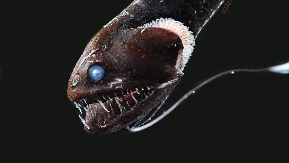 Ultra-black nightmare fish reveal secrets of deep ocean camouflage