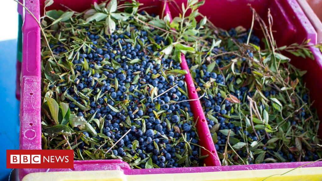 Blueberry farmers warn of 'disaster' crop