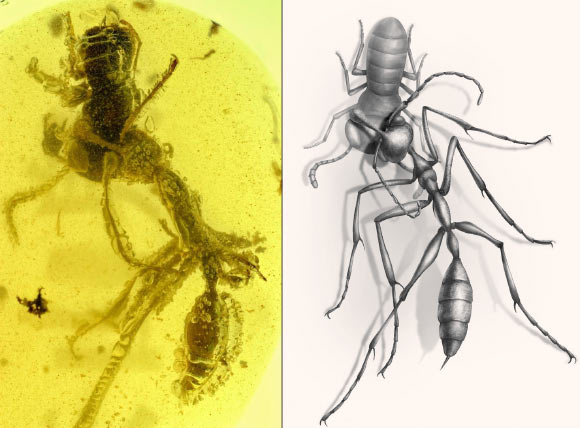 A worker of the hell ant Ceratomyrmex ellenbergeri grasping a nymph of Caputoraptor elegans preserved in amber from Myanmar. Image credit: New Jersey Institute of Technology / Chinese Academy of Sciences / University of Rennes.