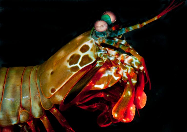Dactyl Clubs of Mantis Shrimp Could be the Clue to Create More Resilient Surfaces