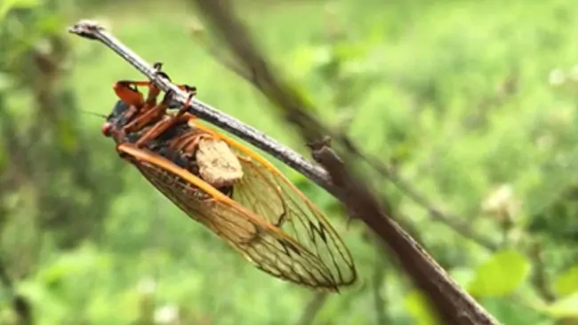 Psychoactive parasitic fungus turning cicadas into hyper sexual ‘zombies’