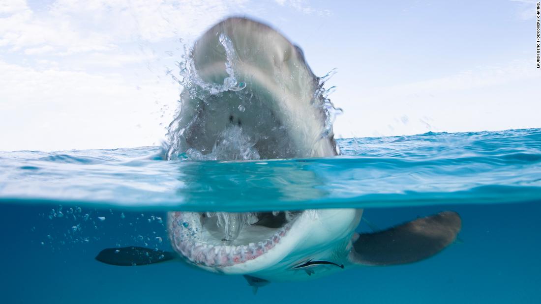 Shark Week: Everything you need to know about Shark Week 2020