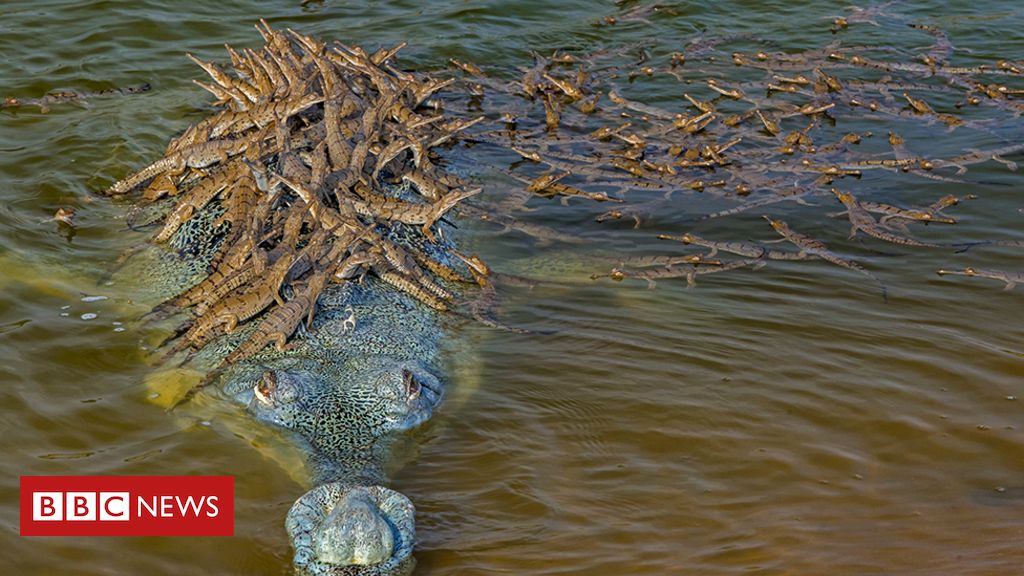 Wildlife Photographer of the Year: How Many Crocodiles Can You See?