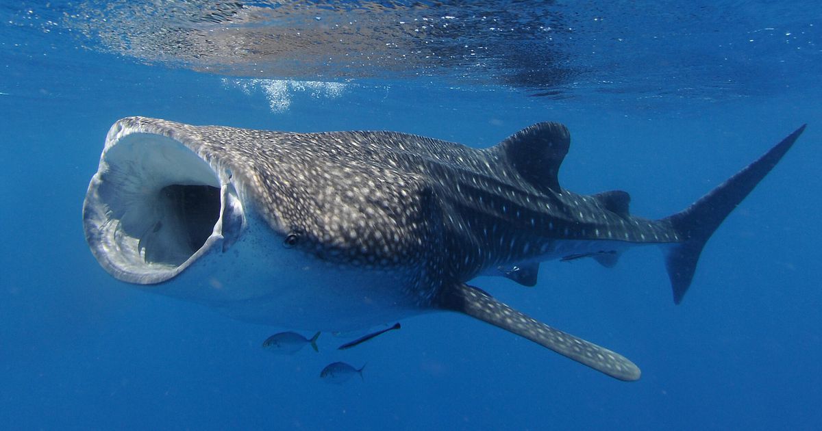 The female whale shark is officially considered the largest fish in the sea