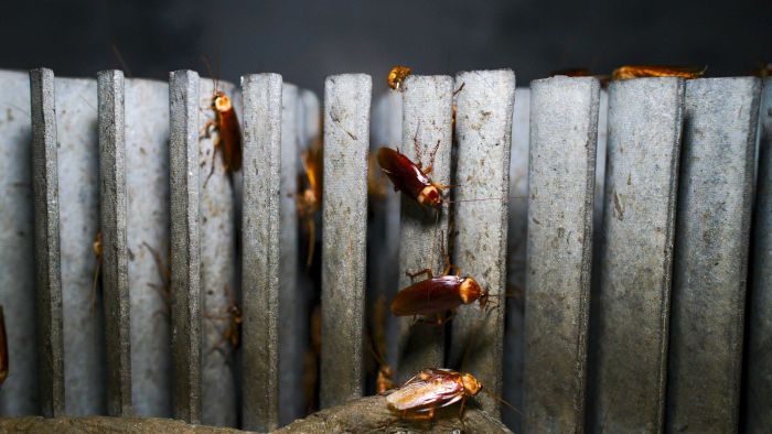 This Chinese cockroach farm has a billion cockroaches, which are being contained by a moat full of hungry fish