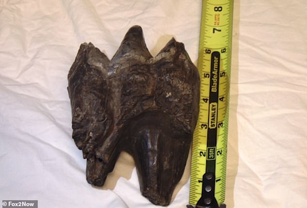A tooth is roughly the same size as a human hand, and researchers at the University of Iowa have confirmed that it belongs to an American mastodon.