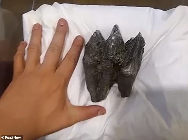 Ira Johnson, an 18-year-old explorer living in Missouri, made an amazing discovery while walking along the Great River - he discovered a fossilized warehouse tooth