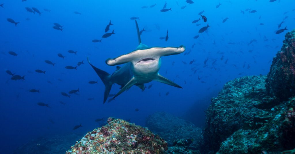 The pros and cons of being a hammerhead shark