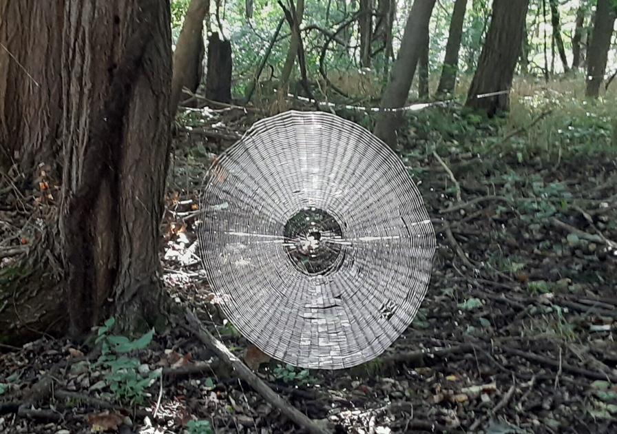 The Scary Spider Web in Missouri appears large enough to 'catch' a human |  The world / nation