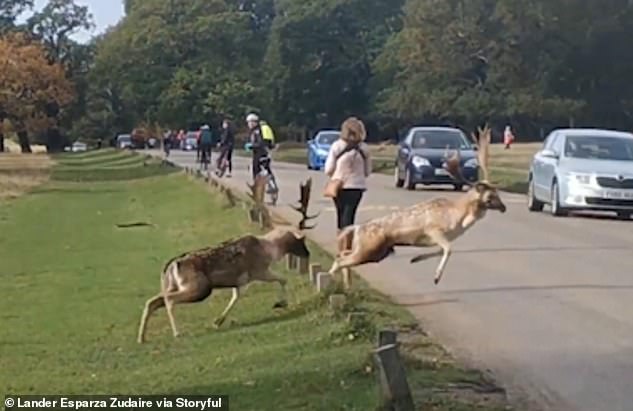 Feeling defeated, a deer decides to flee, but its path becomes blocked when it runs straight down the road and crashes into the side of a car.