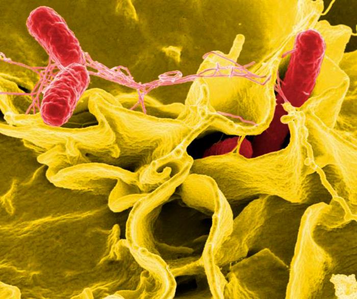 The numbers of salmonella outbreaks are growing associated with the Sarnia restaurant