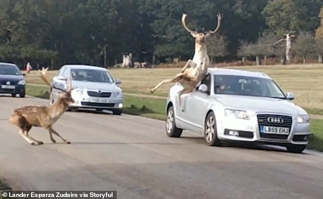 The pair of curly deer drifted a bit away when they locked their antlers in a showdown in Richmond Park, London last Wednesday.