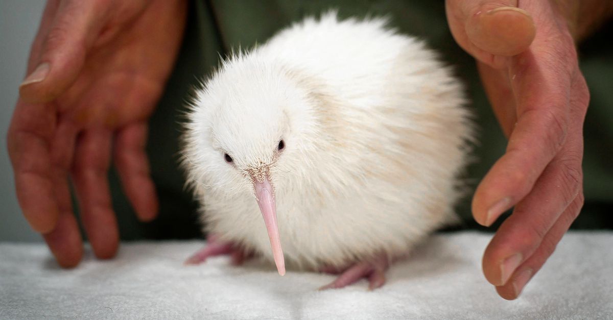 The first white kiwi bird died in captivity