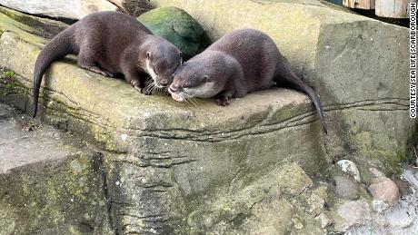 Otter Pumpkin and Harris at SEA LIFE Scarborough