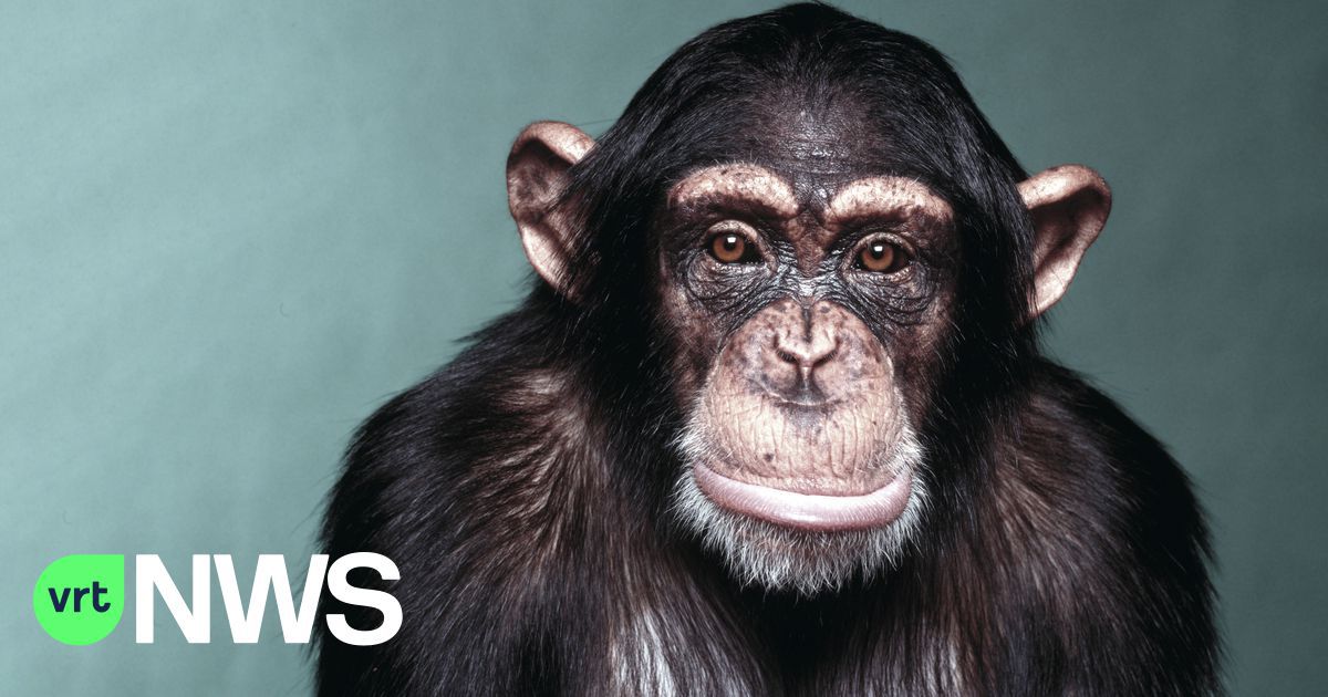 They'll turn us into a chimpanzee: 5 vaccine rumors and why we should take vaccine suspicions seriously