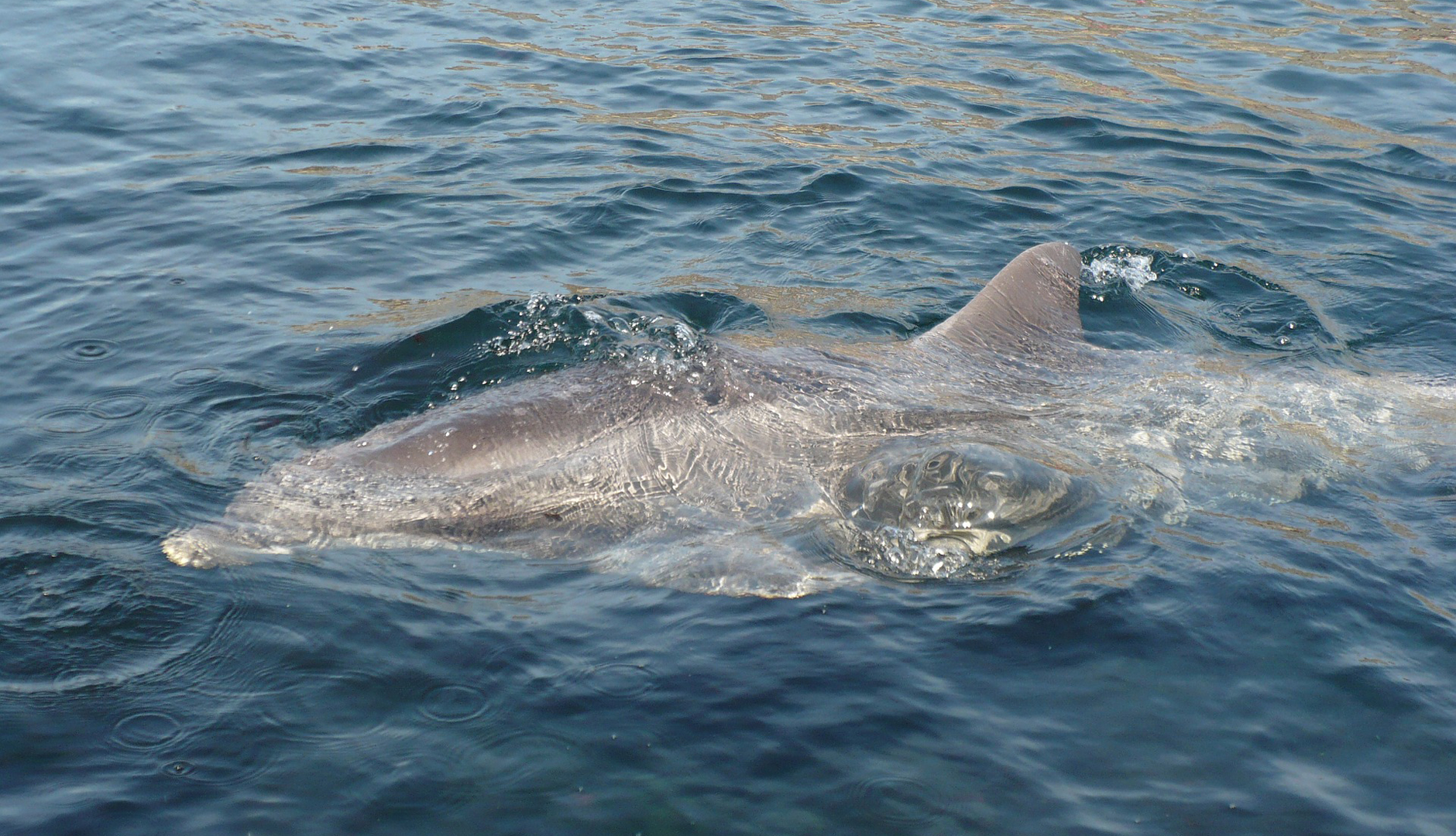 A fatal skin disease in dolphins due to the climate crisis