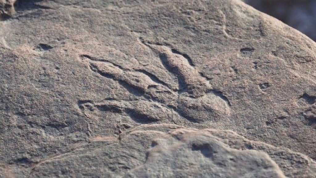 4-Year-Old Finds Well-Preserved Dinosaur Footprint On Beach