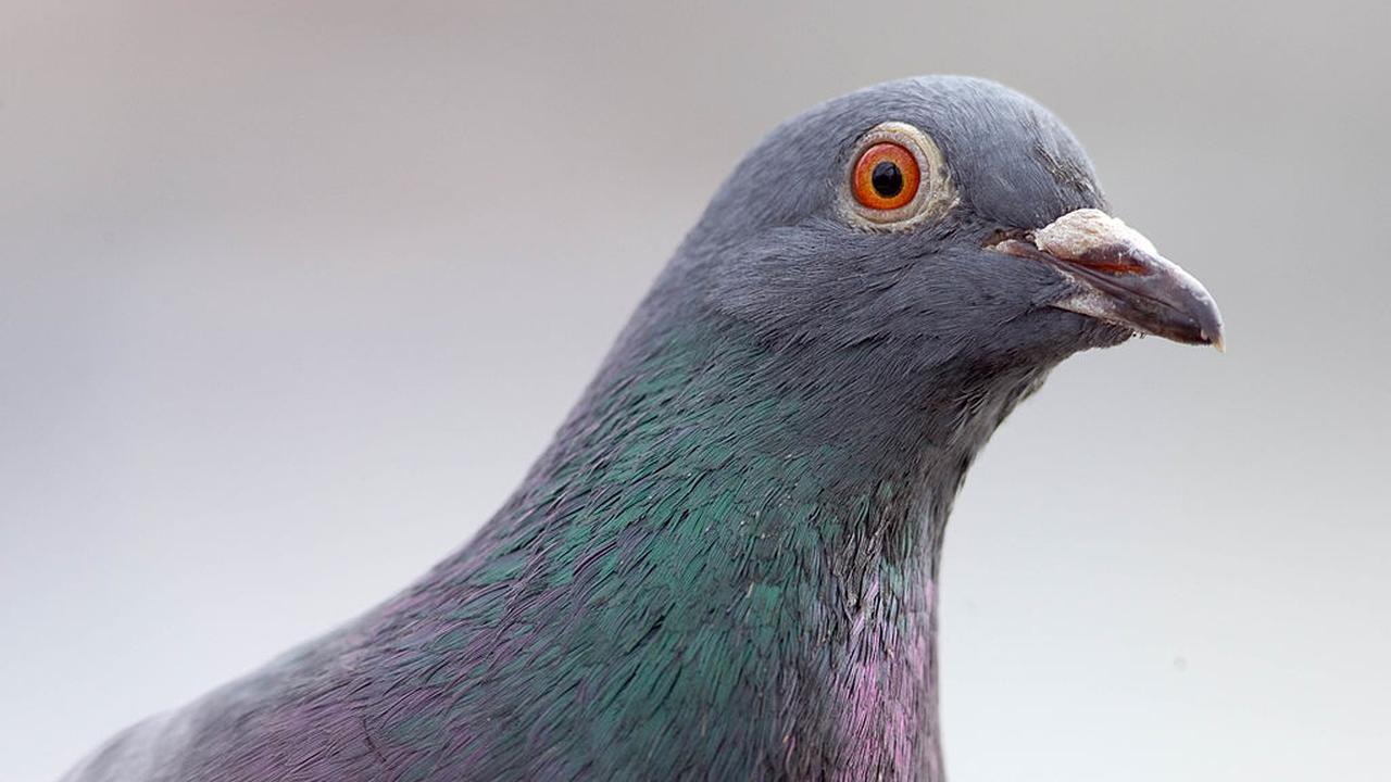 The pigeon of the breed survives its flight from the United States to Australia, but the authorities are not happy |  right Now