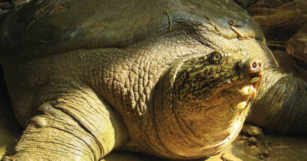 Very rare female turtle found in Vietnam: 'Best news of the year' |  Instagram