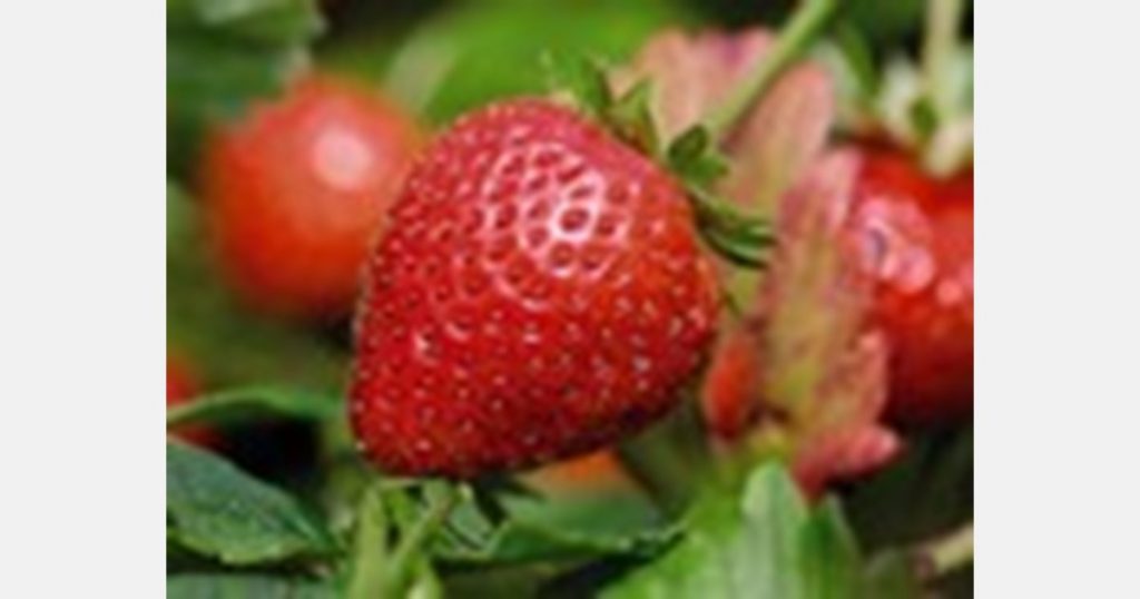 The first British strawberry of the year is on the shelves of Aldi