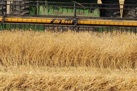 Abares expects a record wheat harvest for Australia