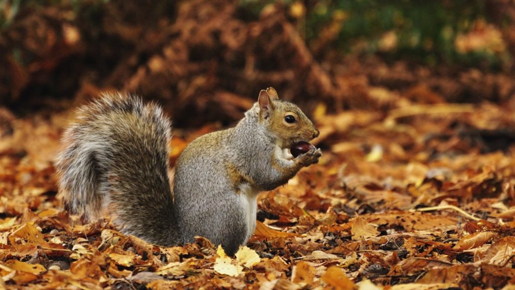 British squirrel getting a pill: is it also an idea for Dutch animals?