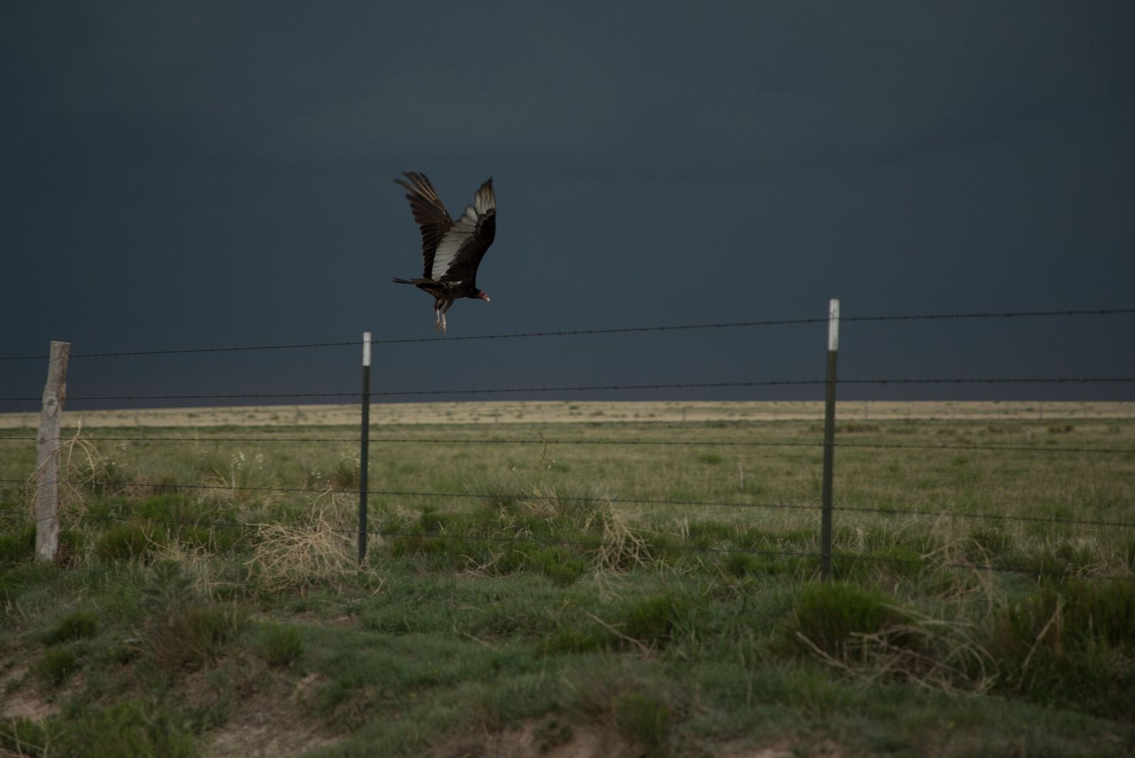 Lasers, Cannons, and Scarecrows: The surprisingly scientific approach to fending off vultures