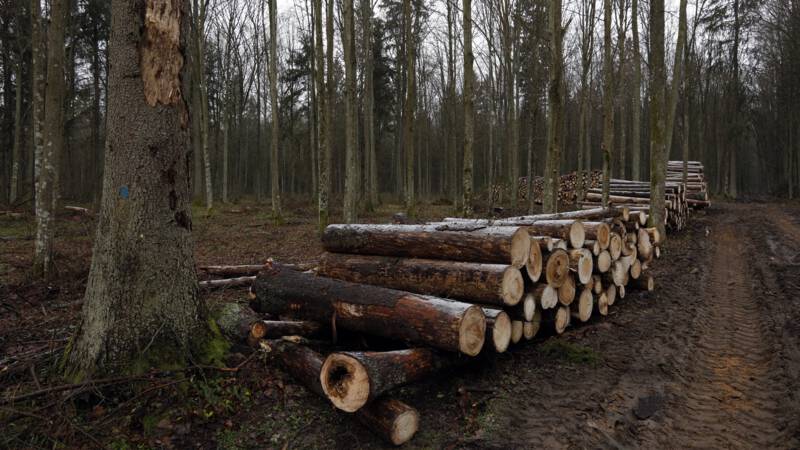Poland wants to resume logging in Bialowisa Forest