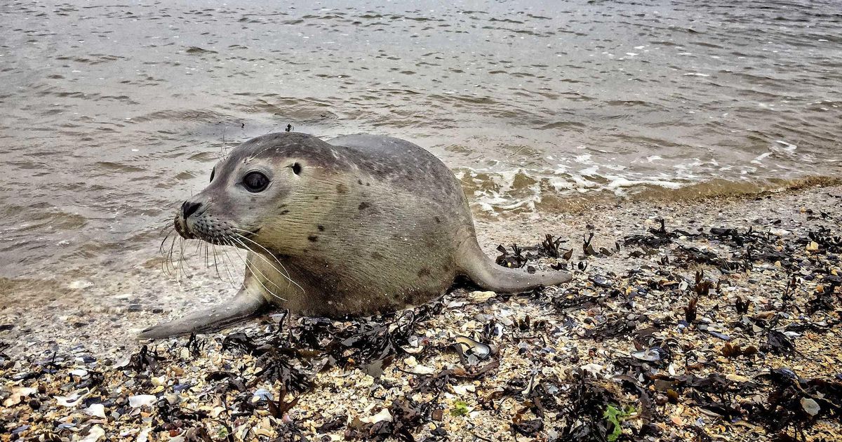 Seal sting in tail: a fine of € 480 |  Abroad