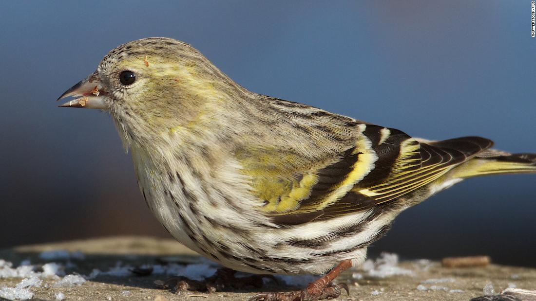 The CDC says salmonella infection may be related to wild songbirds in 8 states