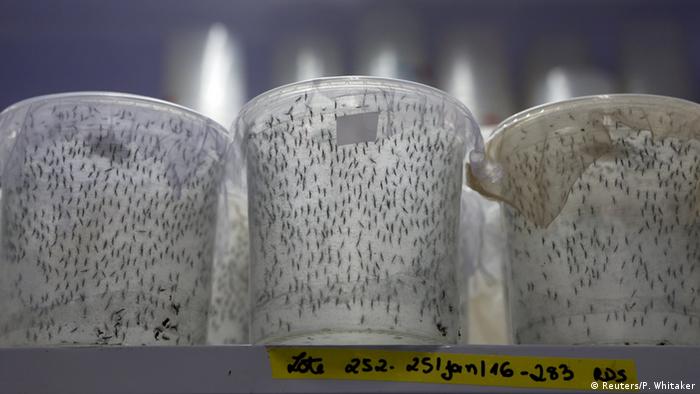 A mention of transgenic Aedes aegypti mosquitoes at the Oxitec plant in Campinas, Brazil, January 28, 2016. 