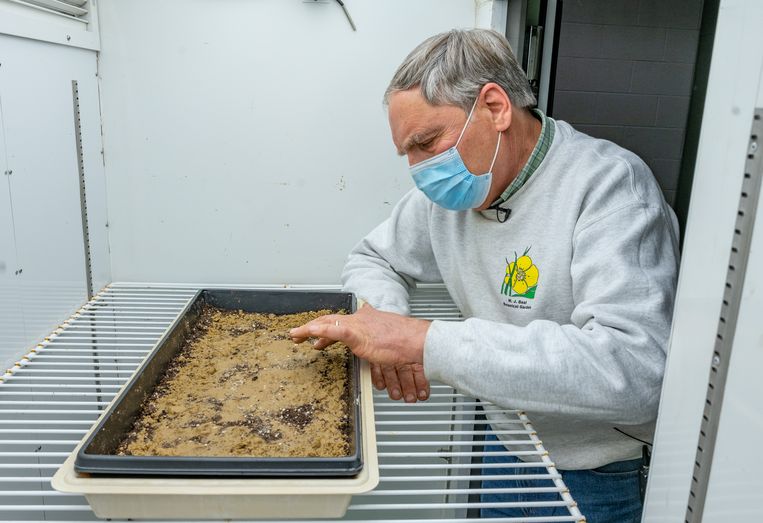 After digging up the bottle, the seeds are taken out and placed in a tray in the growth chamber.  Image Derrick L. Turner / Michigan State University