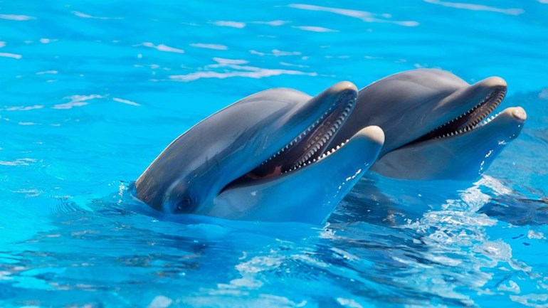 Het plan om de dolfijnen naar China te verhuizen is even uniek als omstreden. Foto: Pixabay
