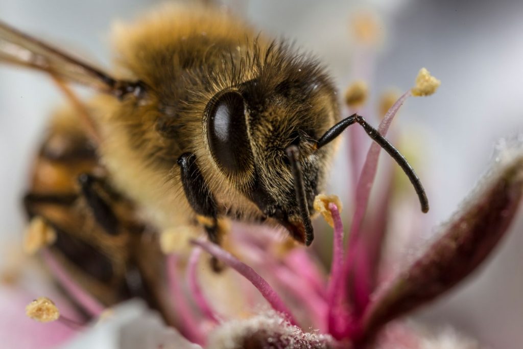 Honey bees trap microplastics in the air in their bodies