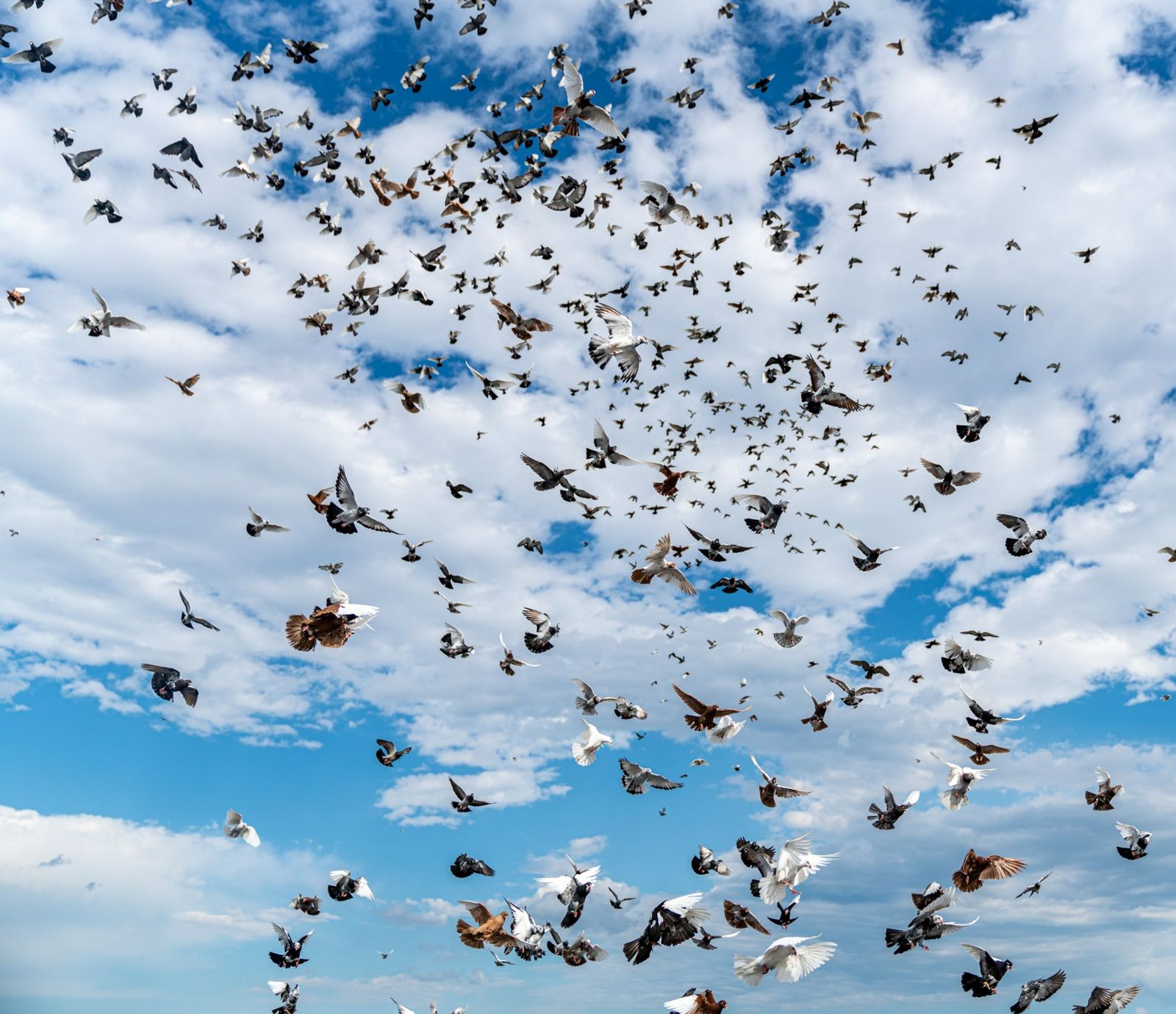 How many birds fly on the ground?