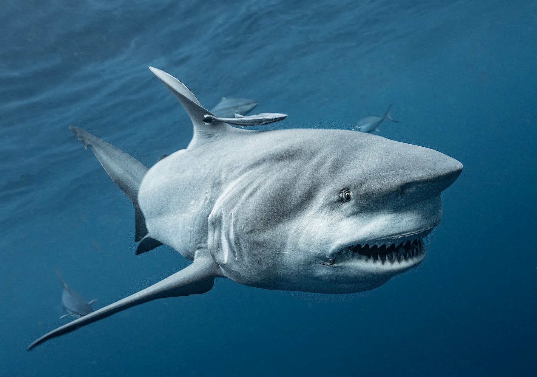 Sharks use the Earth's magnetic field as GPS - Wel.nl