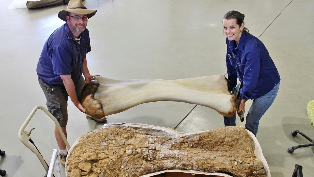 Dinosaur bones were found in Australia, and they are among the largest أكبر