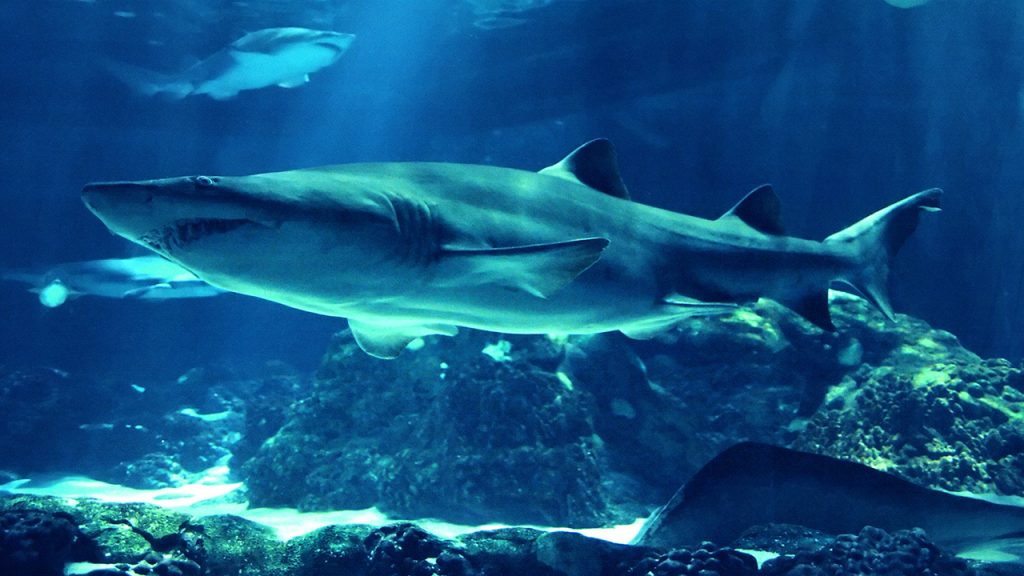 90% of sharks mysteriously became extinct nearly 20 million years ago: researchers