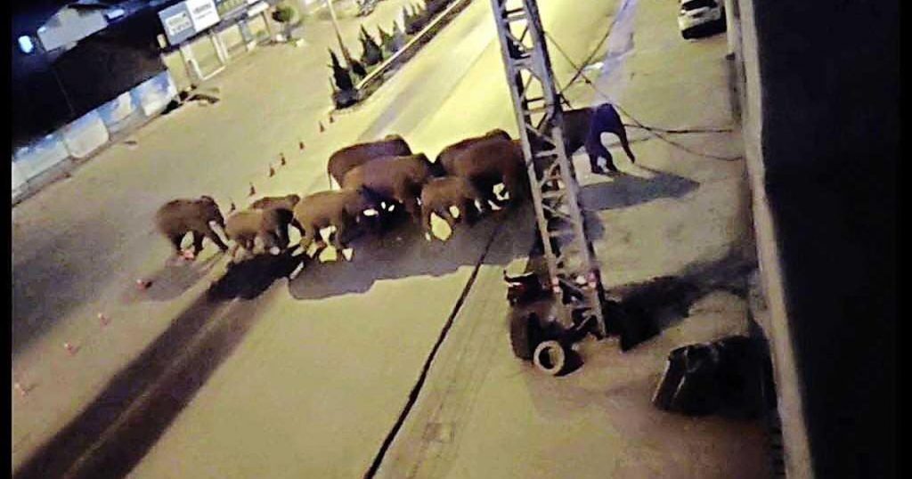 A herd of sick elephants threatens to storm the Chinese capital |  abroad