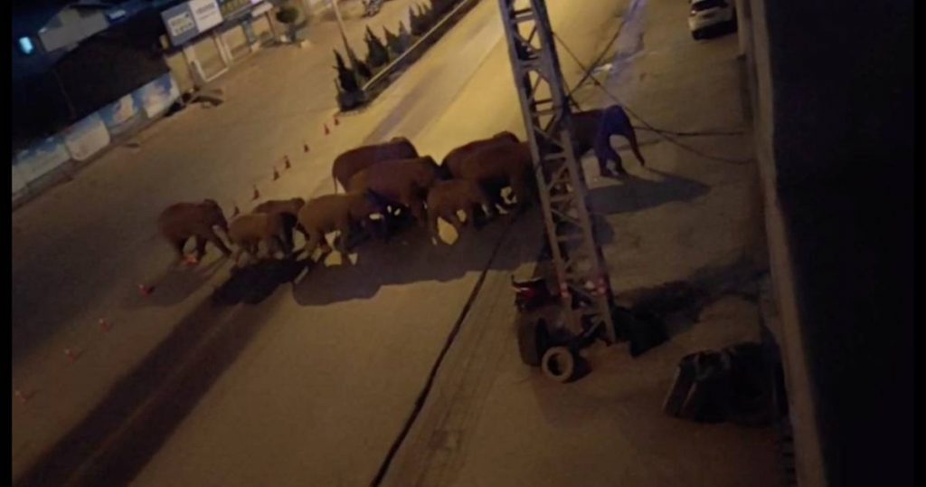 China is doing everything it can to keep a herd of elephants away from major cities |  abroad
