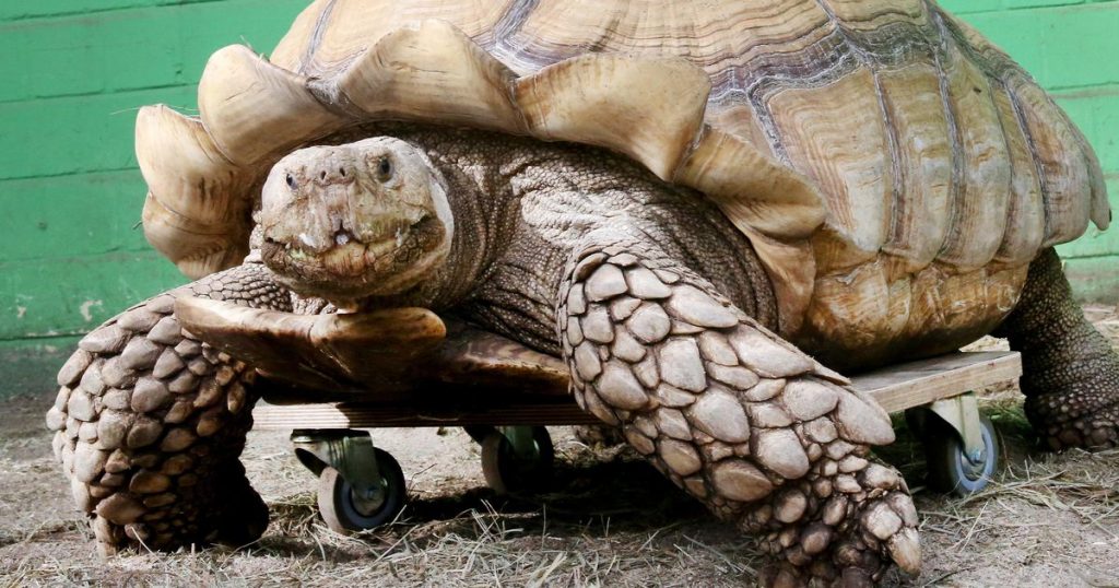 German turtle weighing 100 kg, mobile again thanks to the skateboard |  abroad