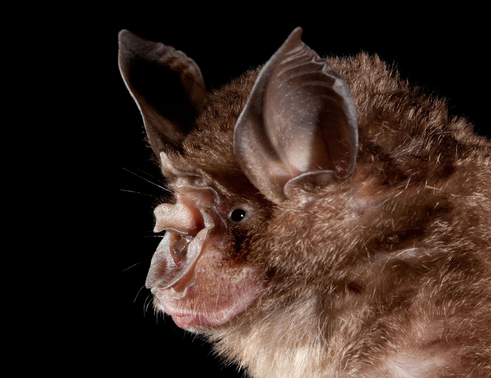 Humans create hotspots where bats can transmit zoonotic diseases