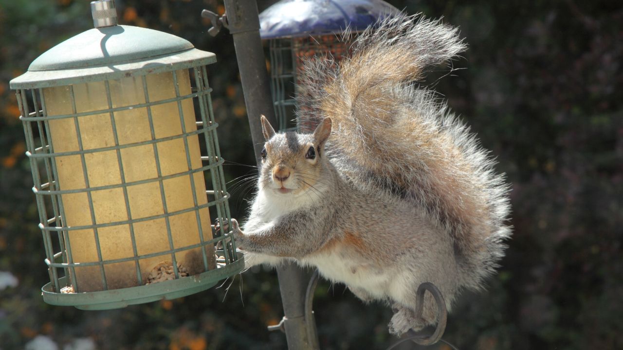 Woman stops squirrel thief using petroleum jelly to feed birds: 'They're too greedy'